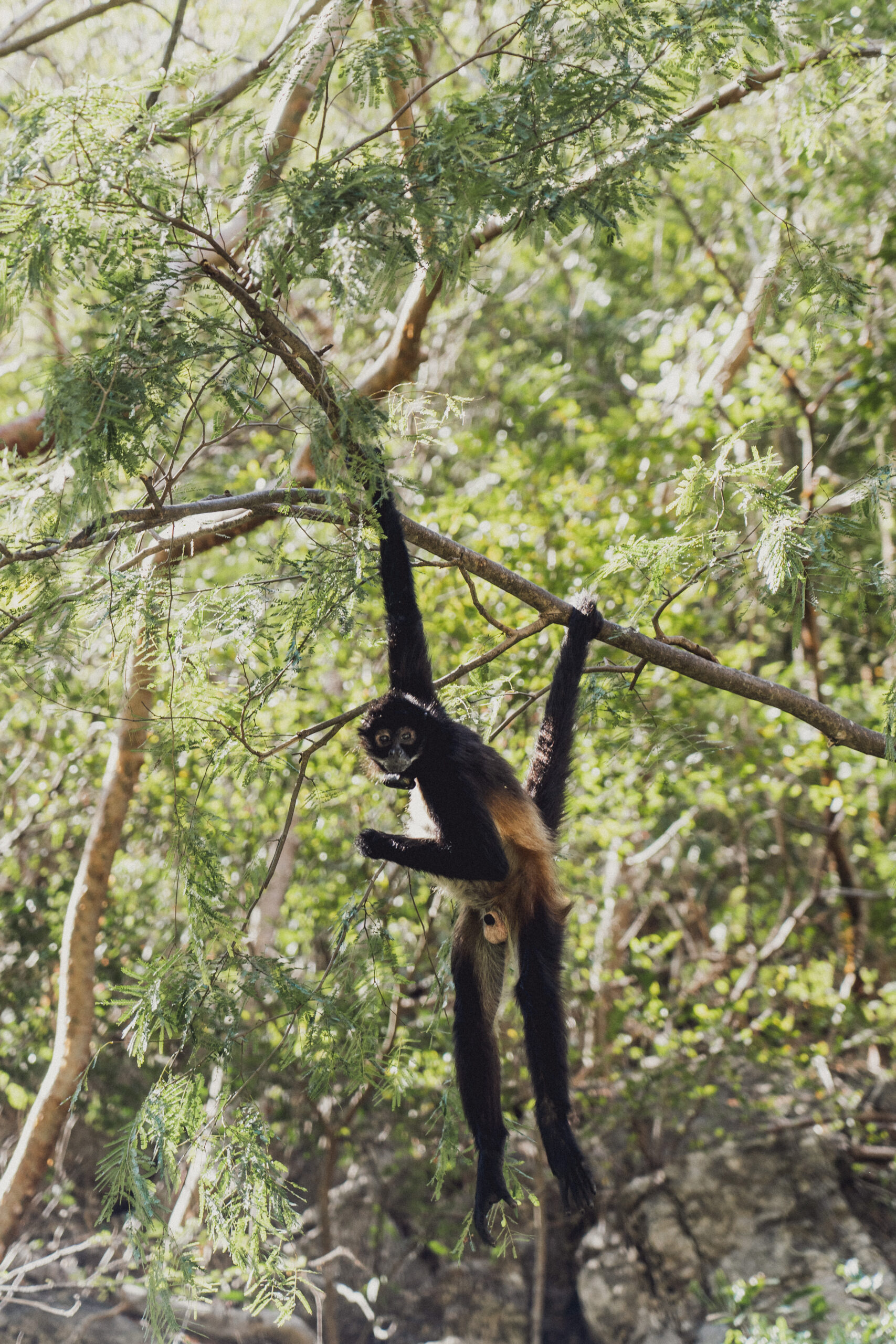 tropischen Dschungel Mexikos und Guatemalas
