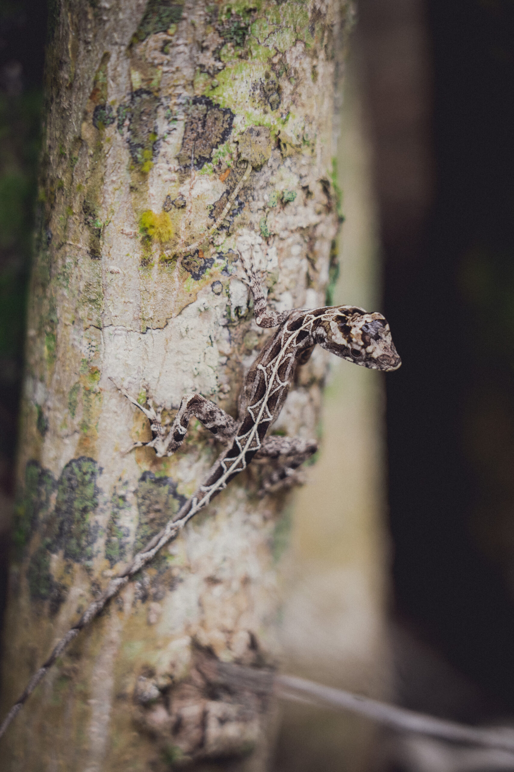 tropischen Dschungel Mexikos und Guatemalas