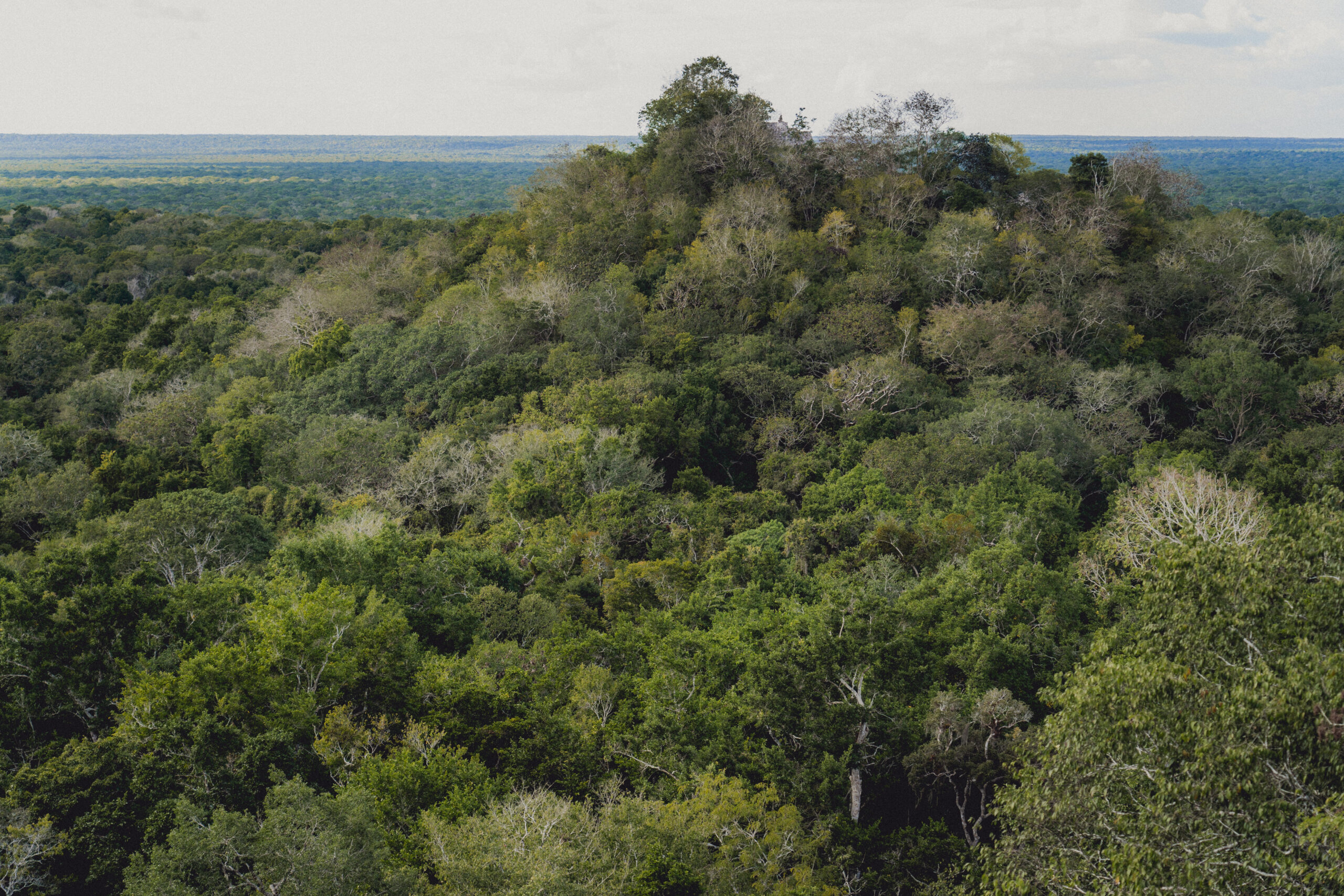 tropischen Dschungel Mexikos und Guatemalas