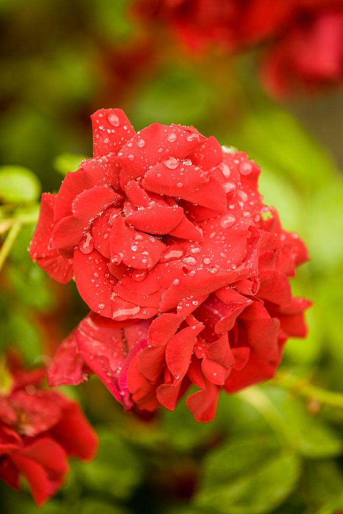 Inspiration für Bilder nach dem Regen