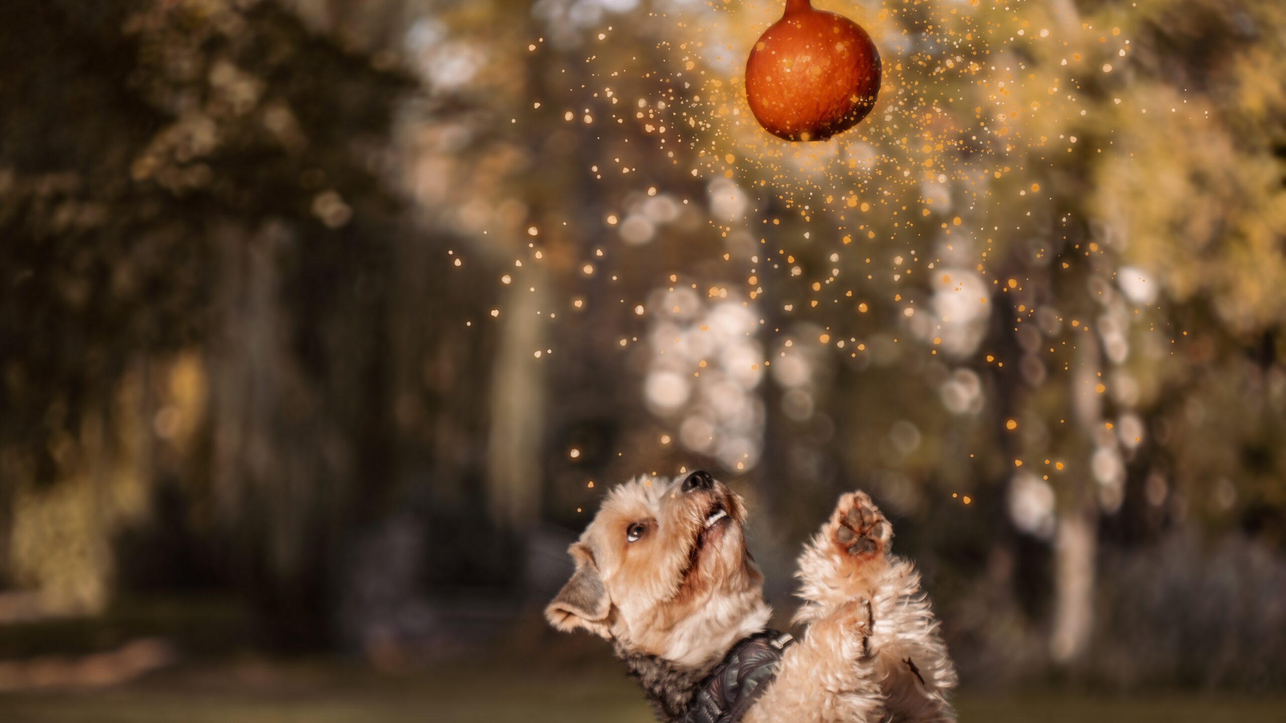 Halloween-Fotoshooting mit einem Hundehelfer