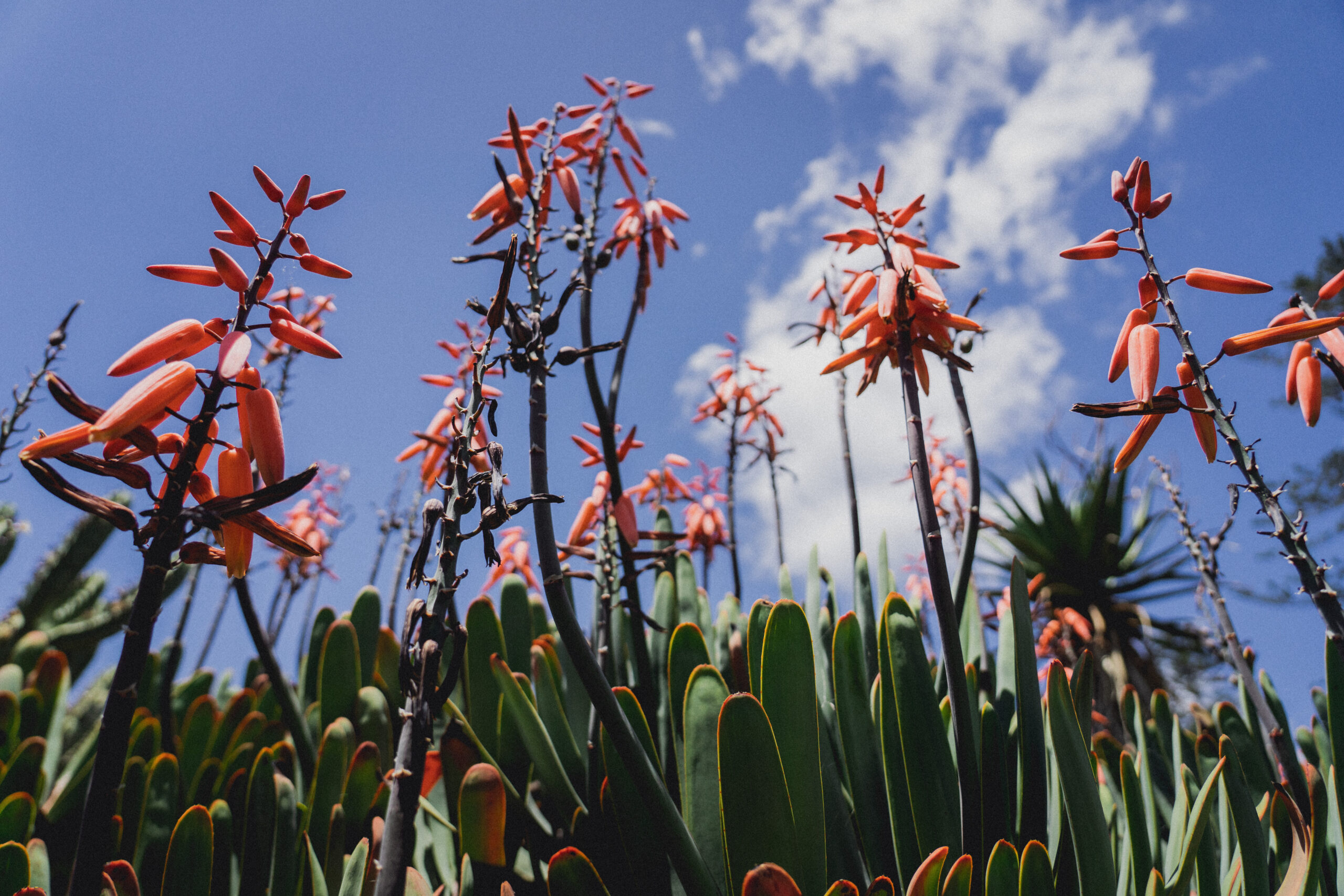 Madeira - ein Paradies für Fotografen