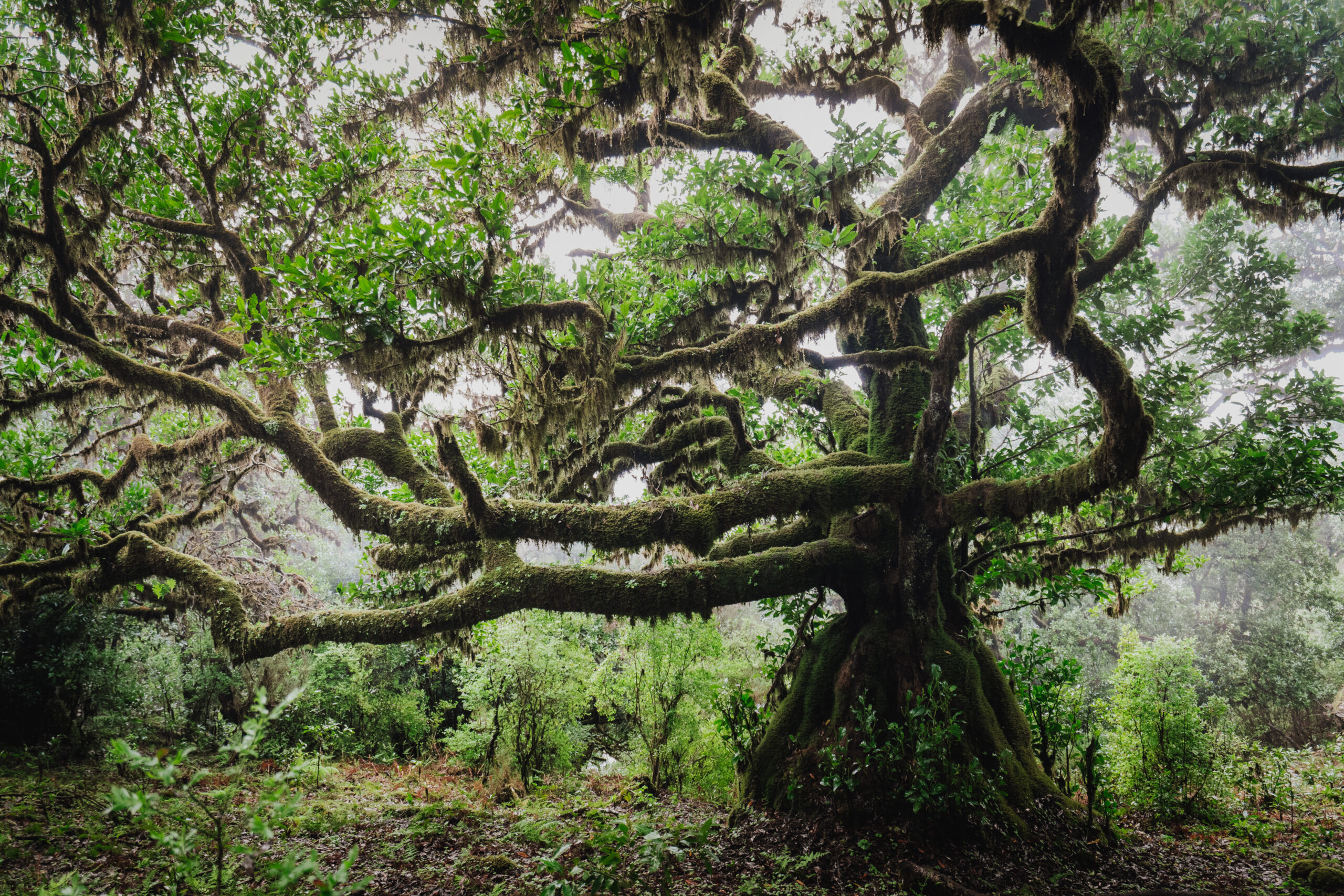 Madeira - ein Paradies für Fotografen