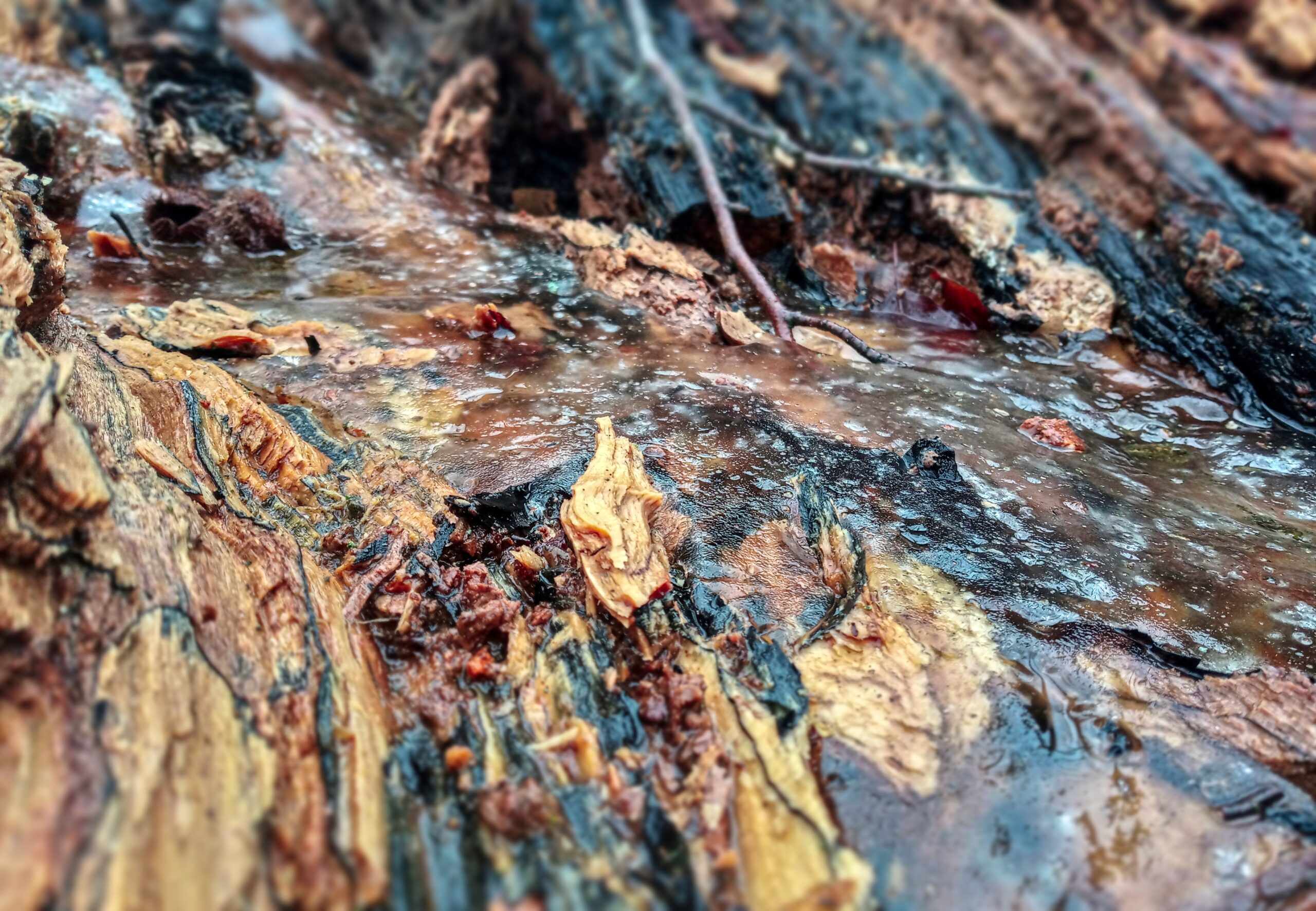 Auch schlechtes Wetter kann interessante Fotos hervorzaubern