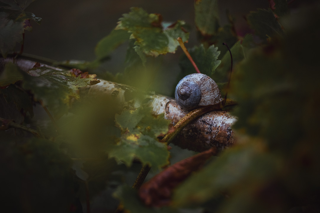 Warum mit alten gläsern fotografieren