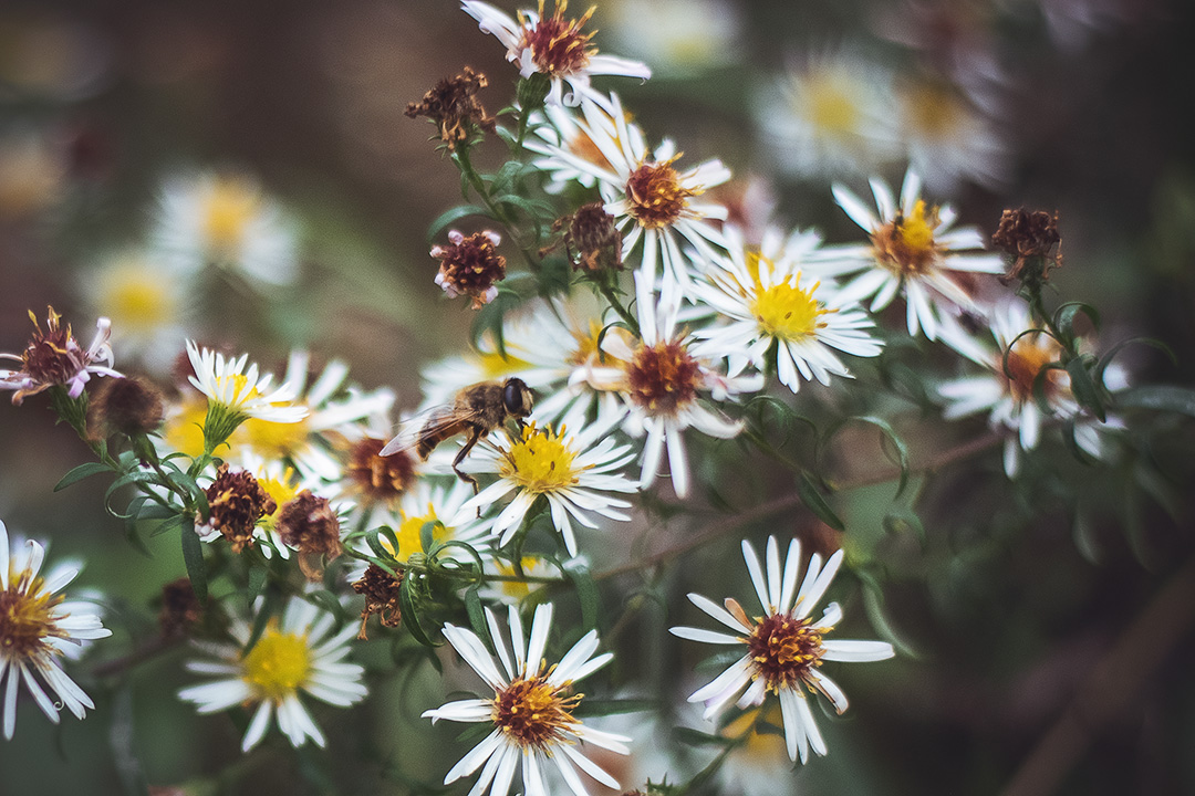 Warum mit alten gläsern fotografieren