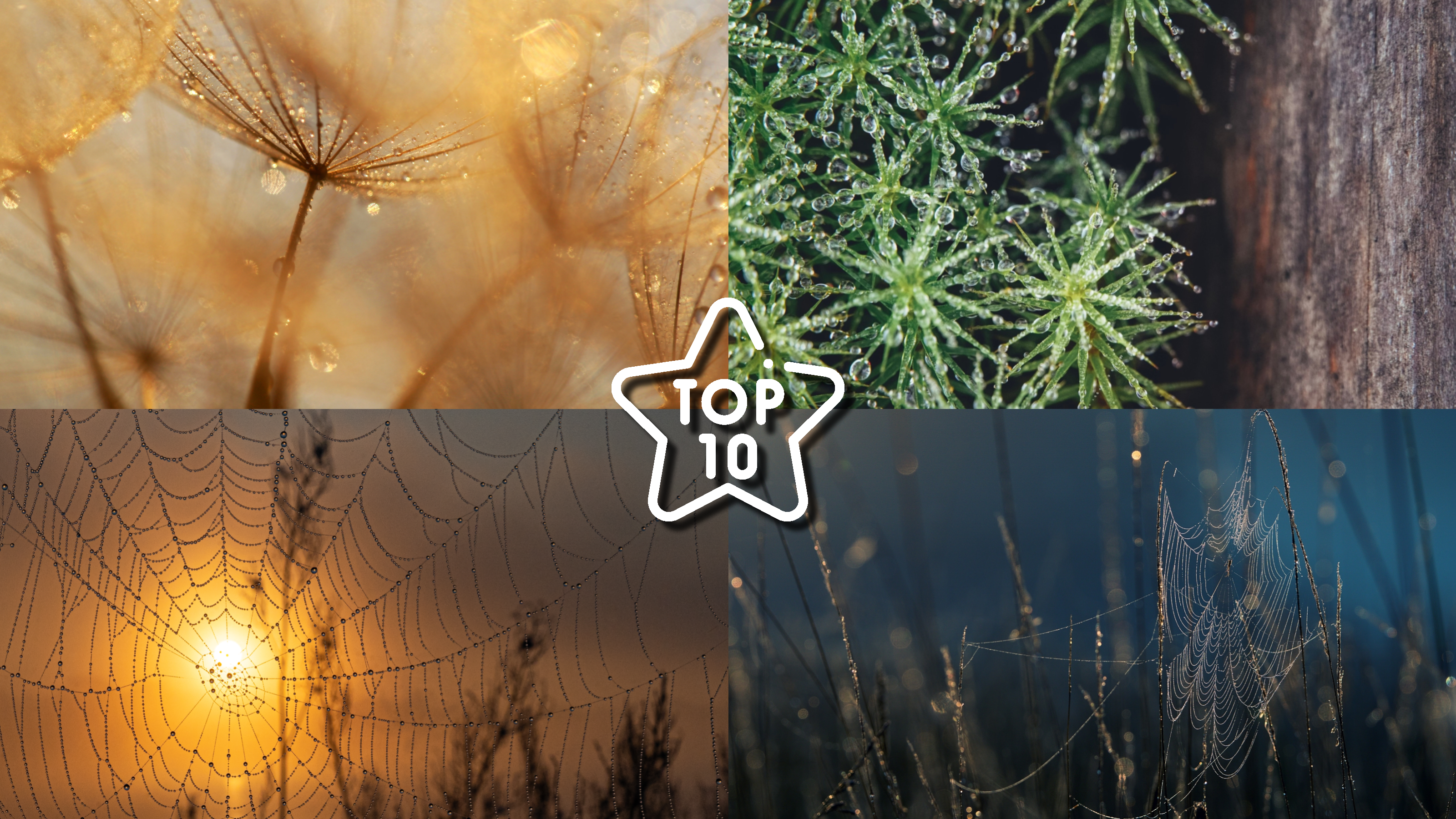 TOP 10 Fotos von unseren Lesern - Thema: Morgentau