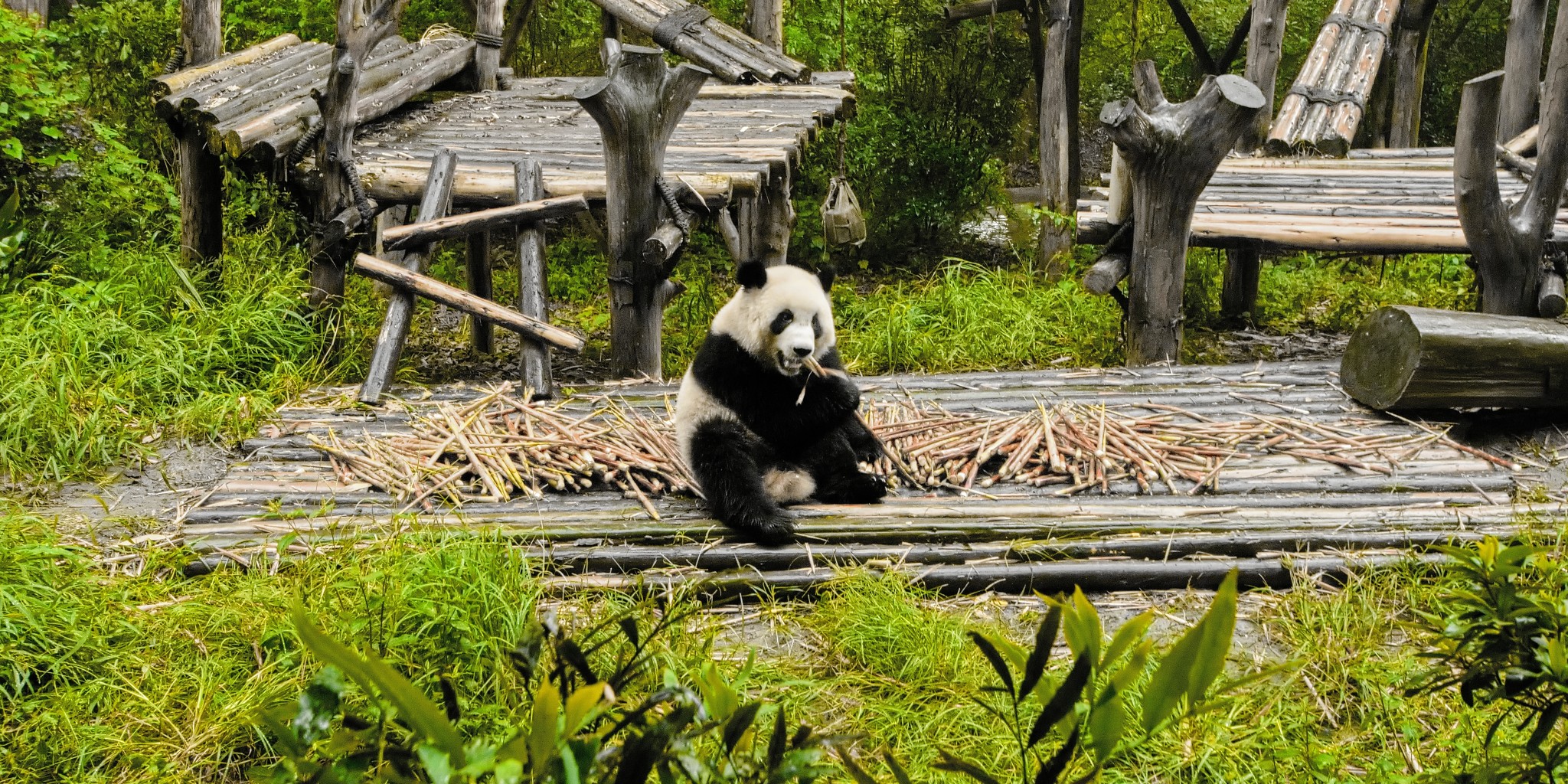 China Pandas, Buddha-Statue und ein gläserner Steg