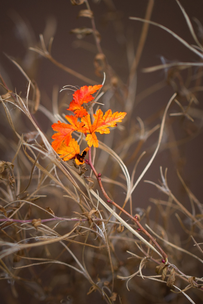 TOP 10 unserer Leser - Thema: Herbstfarben, Marta Čížková