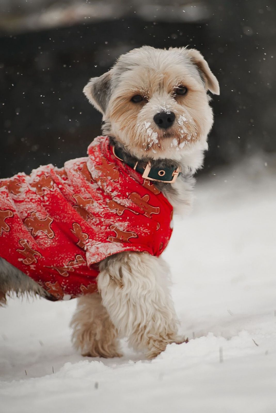 TOP 10 Fotos unserer Leser, Advents-Freuden, Sonya Mátlová