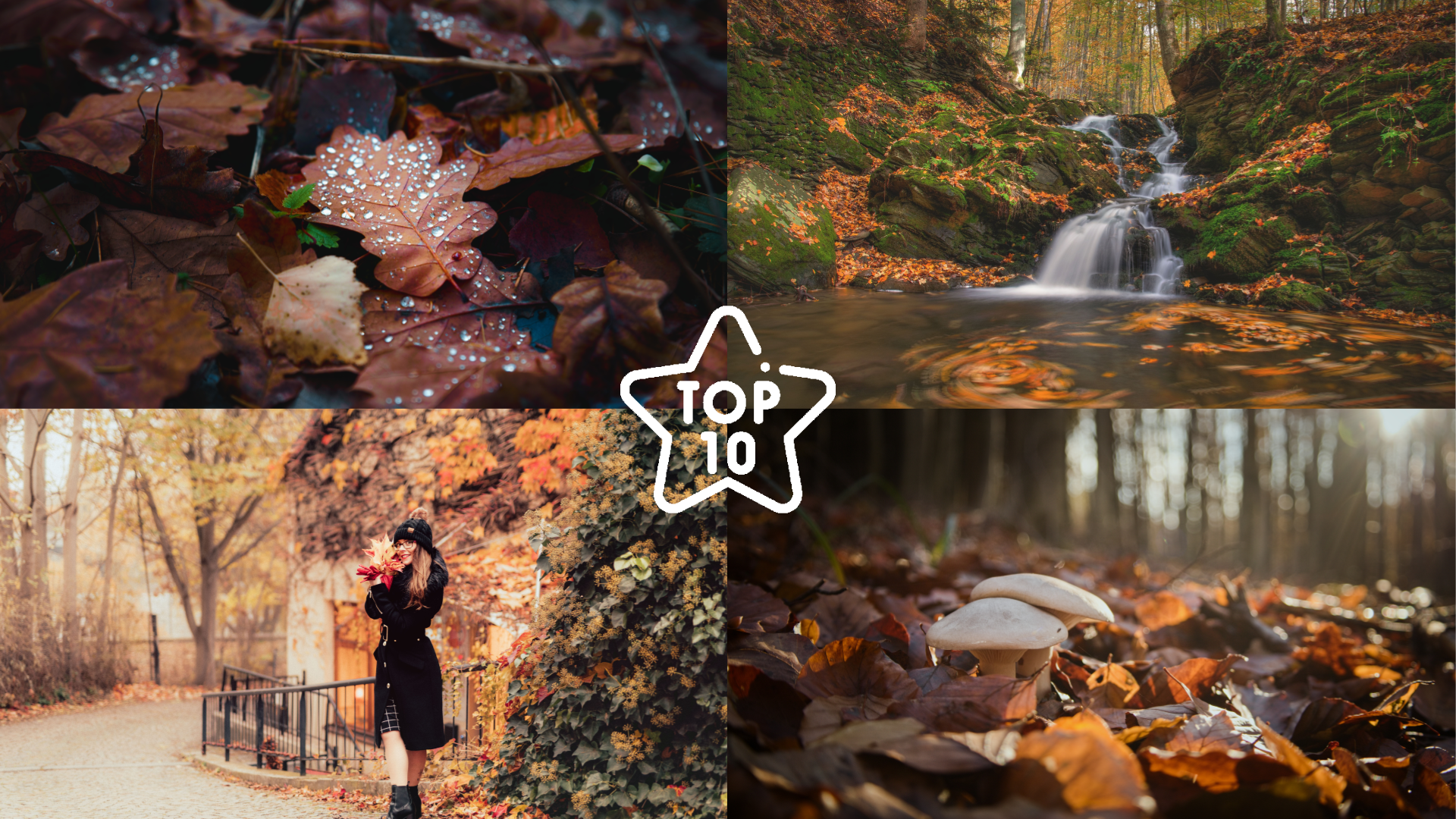 TOP 10 Fotos unserer Leser - Thema: Herbstfarben