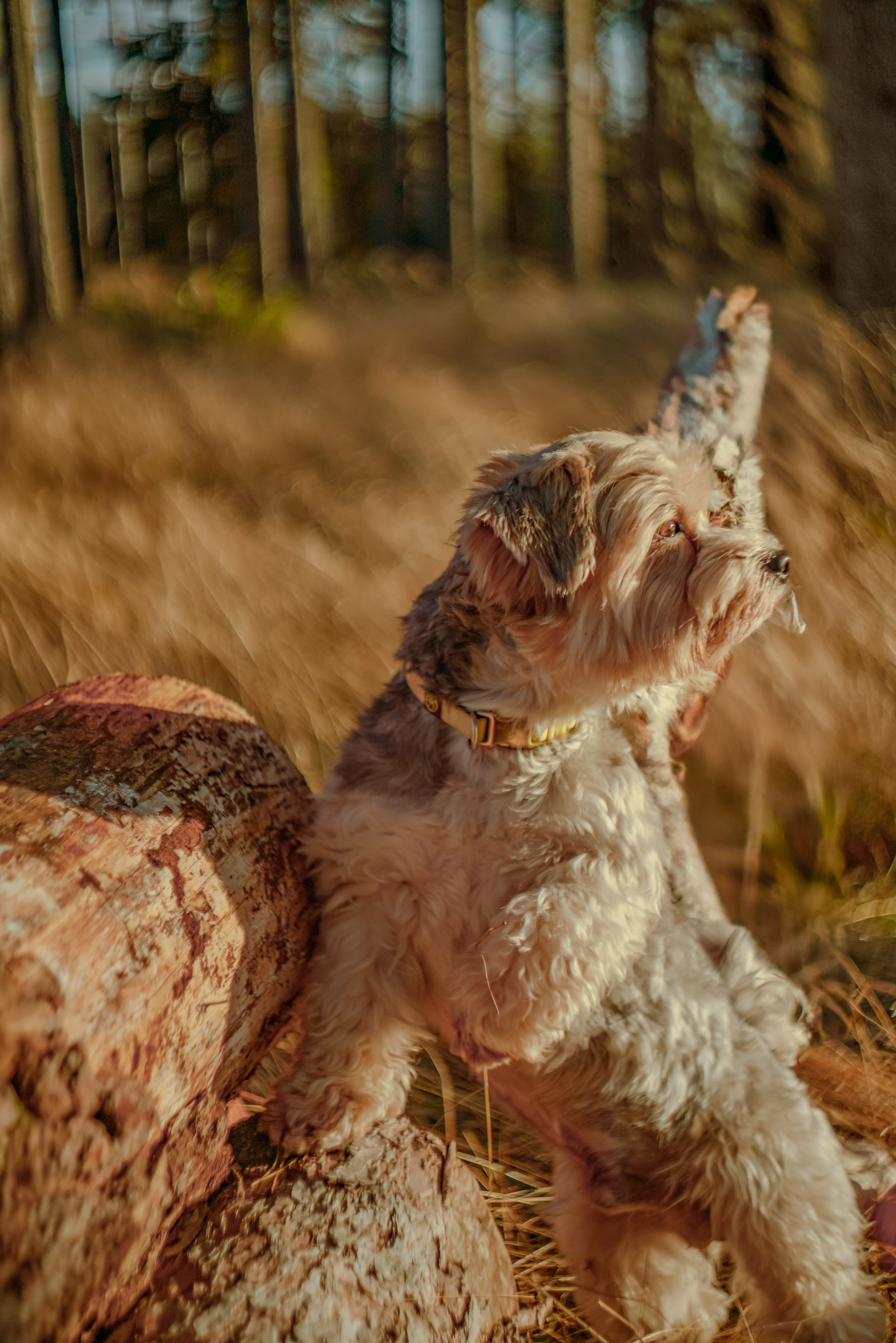 Die Komposition des Fotos