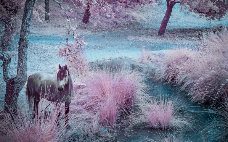 Infrarotfoto-Effekt, Foto: José L. Diniz, Traum, Sintra, Portugal