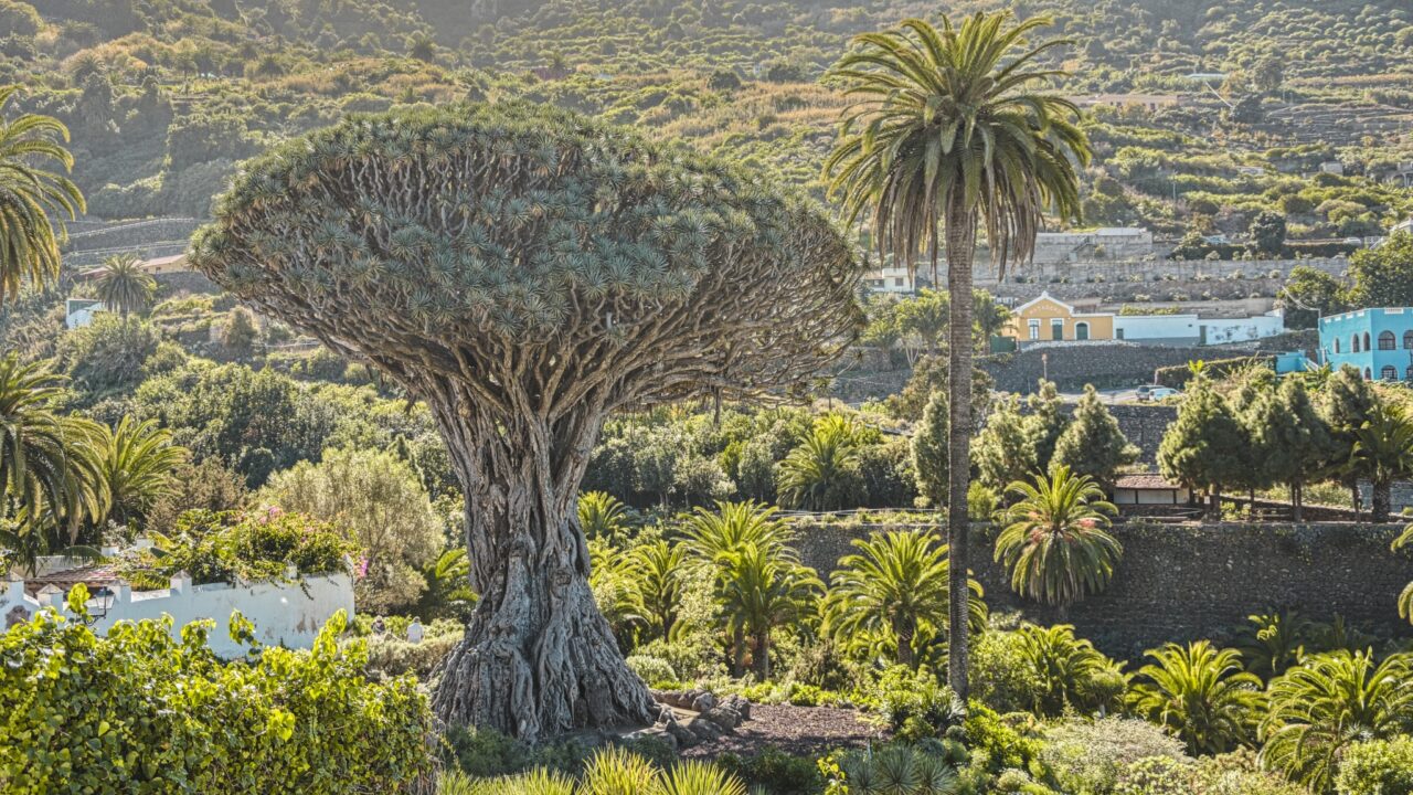 Tenerife