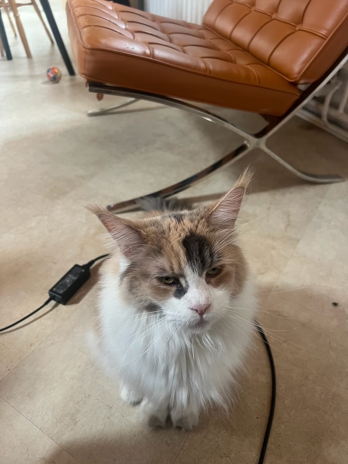 Entwicklungsstufen eines Fotografen, katze