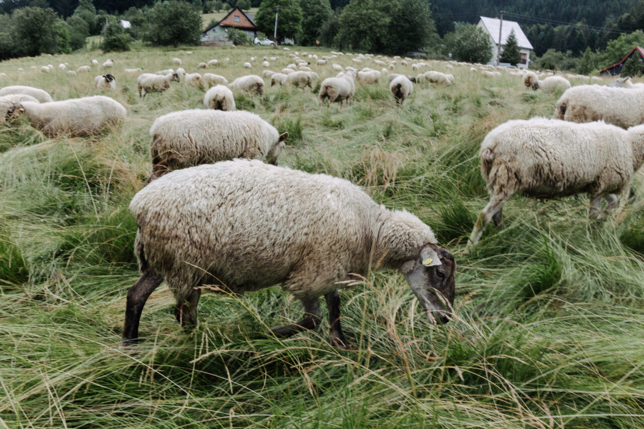 Entwicklungsstufen eines Fotografen, schafe