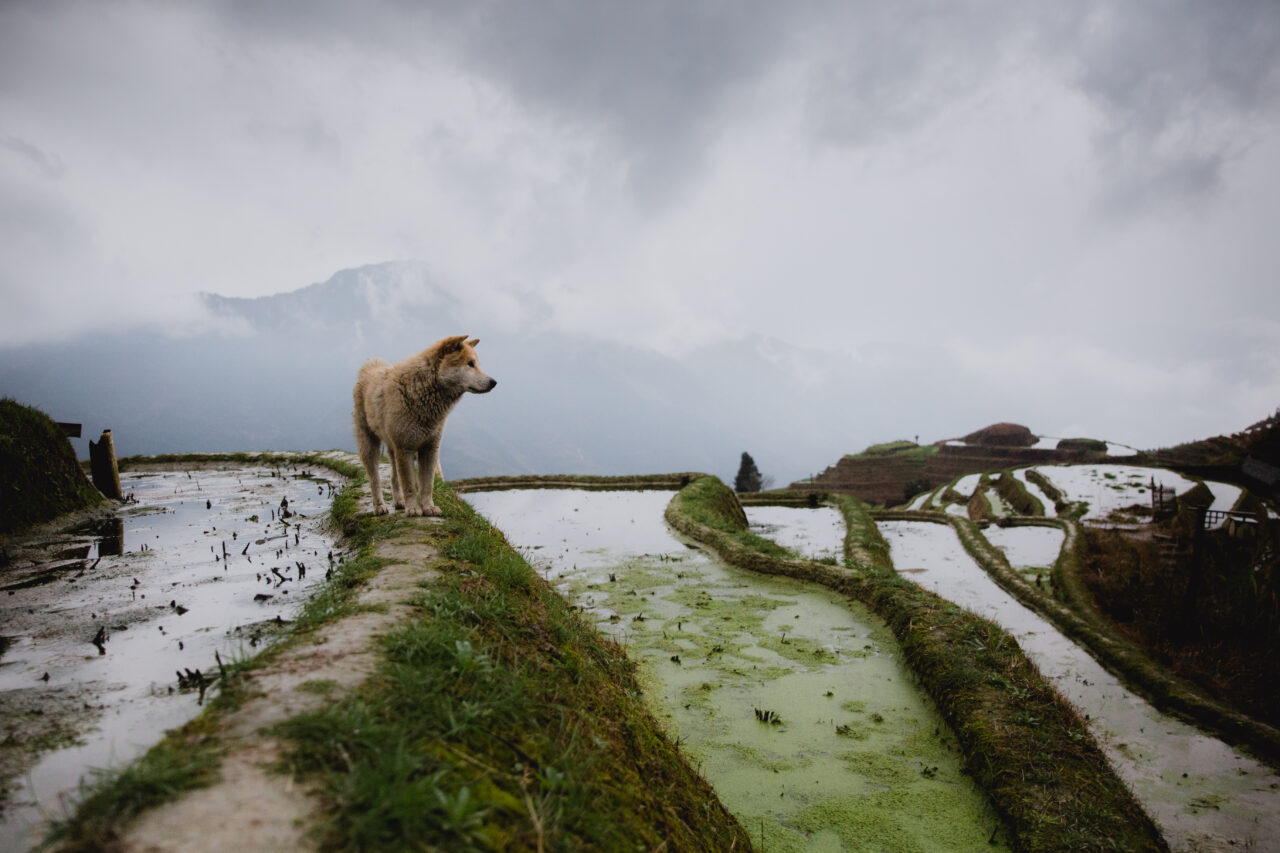 Wohin im Februar?, Sa Pa und Hà Giang (Vietnam)