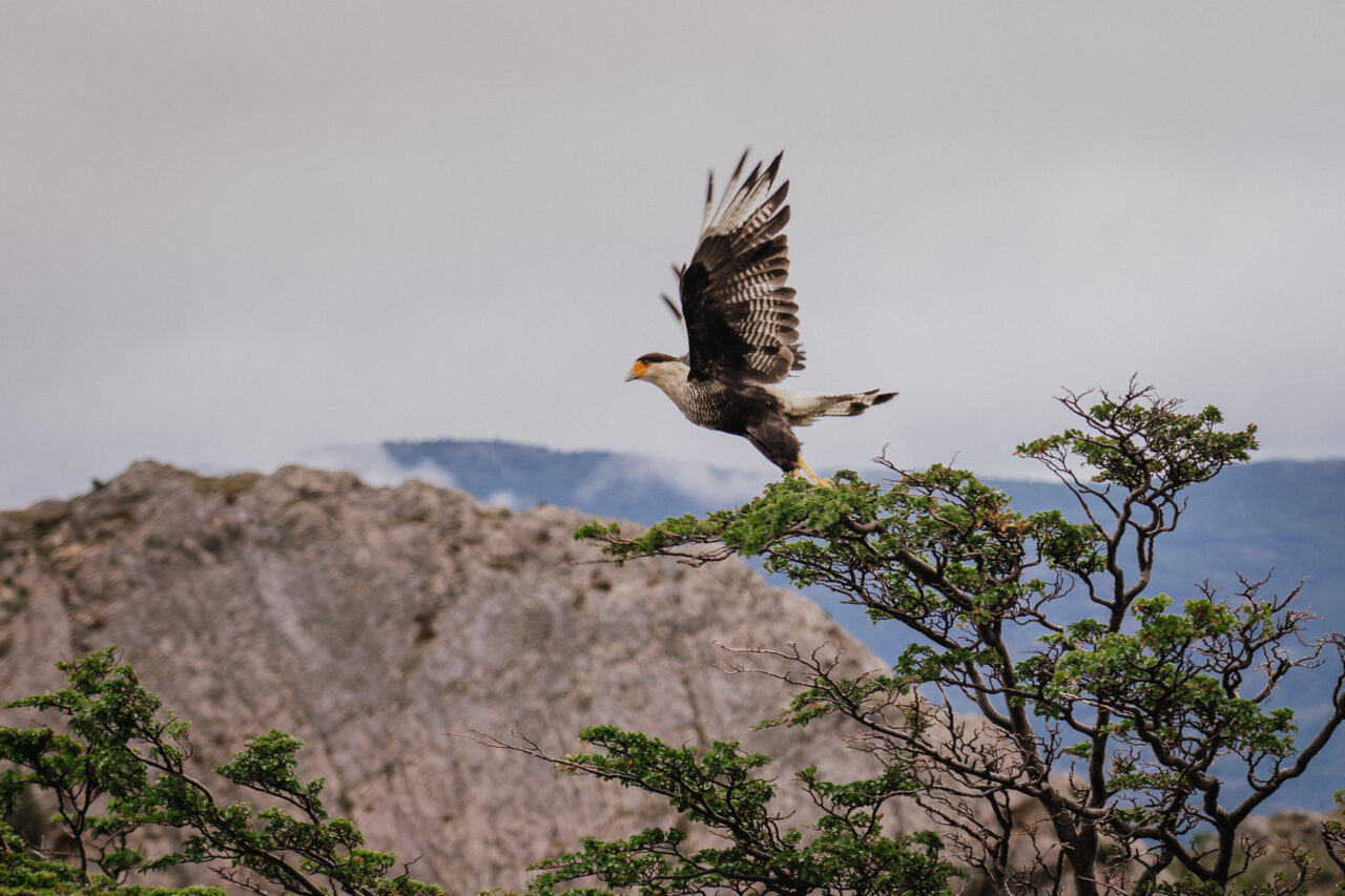 Wohin im Januar?, Patagonien (Chile und Argentinien), Schopfkarakara