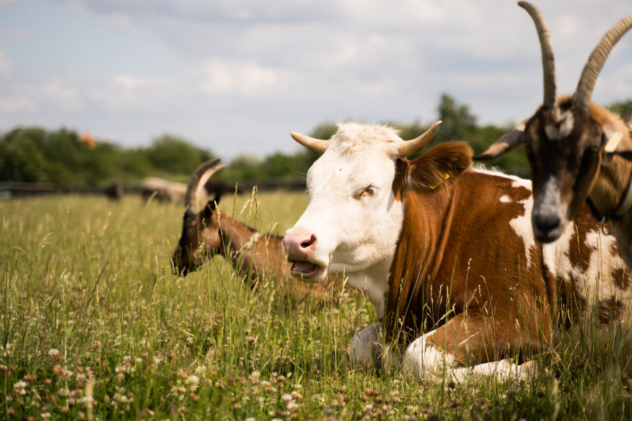So fotografieren Sie Tiere auf dem Bauernhof: Das Nutztier als Fotomodel