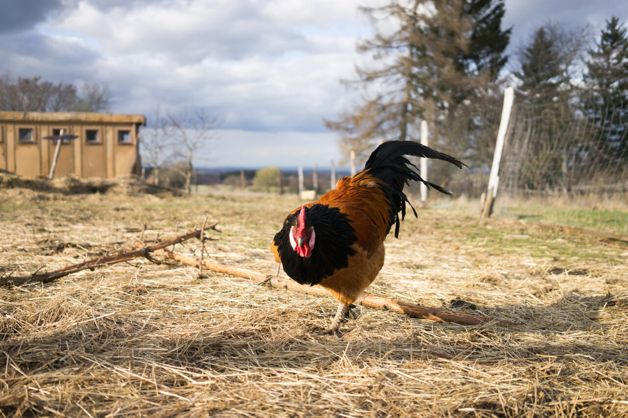 So fotografieren Sie Tiere auf dem Bauernhof: Das Nutztier als Fotomodel