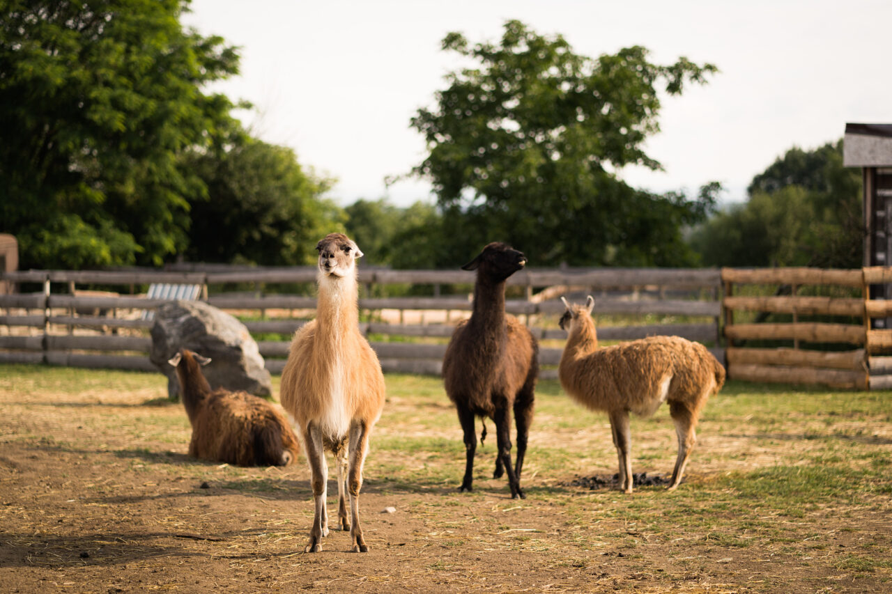 So fotografieren Sie Tiere auf dem Bauernhof: Das Nutztier als Fotomodel