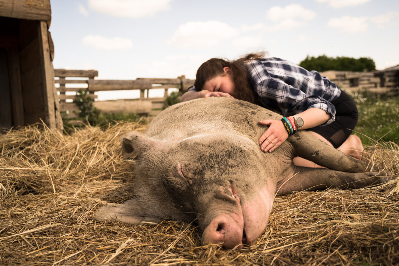 So fotografieren Sie Tiere auf dem Bauernhof: Das Nutztier als Fotomodel