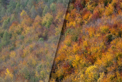 6 praktische Bearbeitungsvorschläge für Herbstlandschaften