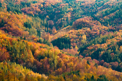 Die 6 besten Motive für Herbstlandschaften