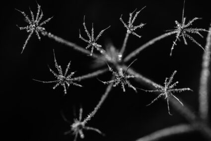Makro im Winter? Entdecken Sie Schönheiten, die Sie im Sommer nicht finden