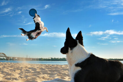 Objekte in Bewegung fotografieren: So halten Sie den richtigen Moment fest