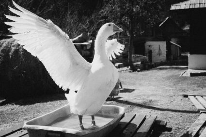 So fotografieren Sie Tiere in Bewegung